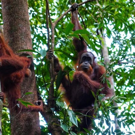 Sumatra Orangutan Discovery Villa Bukit Lawang Exteriér fotografie