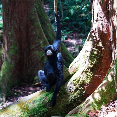 Sumatra Orangutan Discovery Villa Bukit Lawang Exteriér fotografie