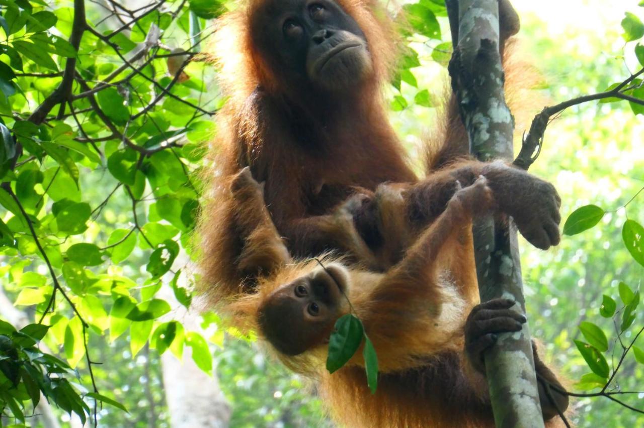 Sumatra Orangutan Discovery Villa Bukit Lawang Exteriér fotografie