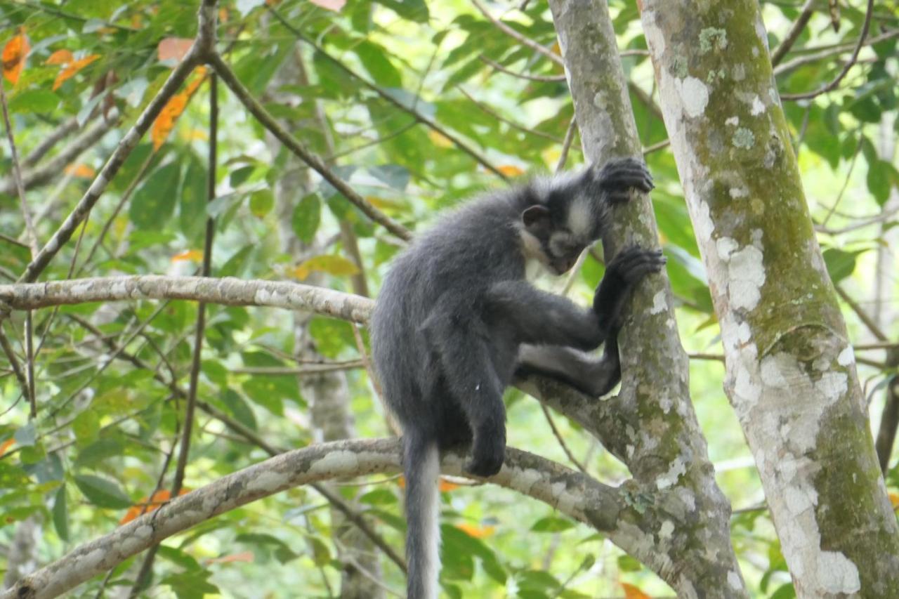 Sumatra Orangutan Discovery Villa Bukit Lawang Exteriér fotografie