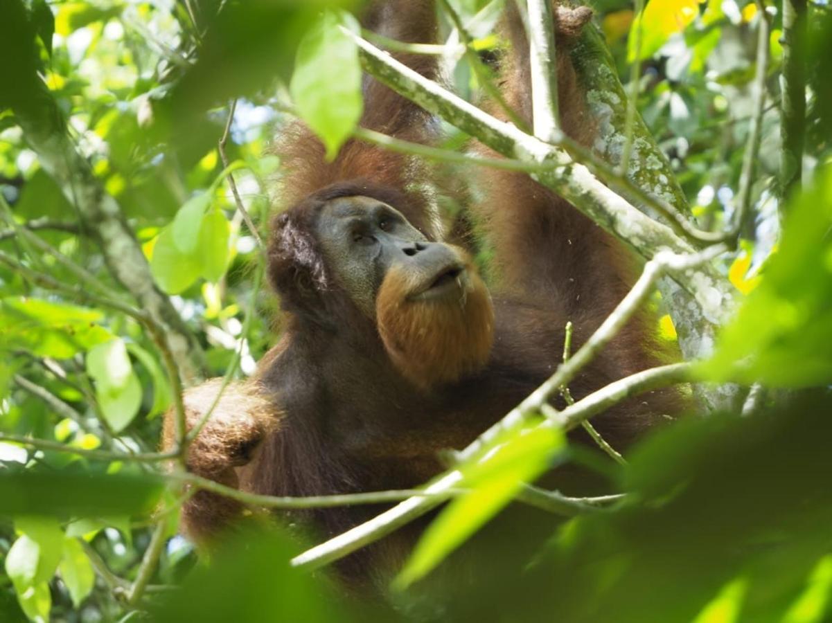 Sumatra Orangutan Discovery Villa Bukit Lawang Exteriér fotografie