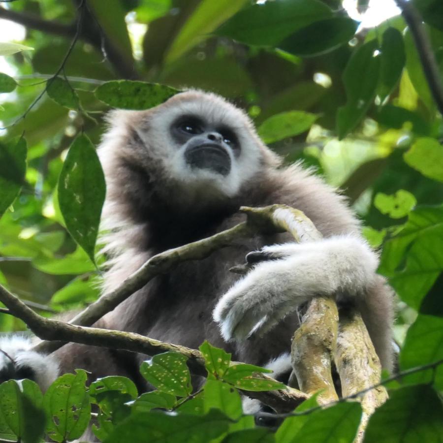 Sumatra Orangutan Discovery Villa Bukit Lawang Exteriér fotografie