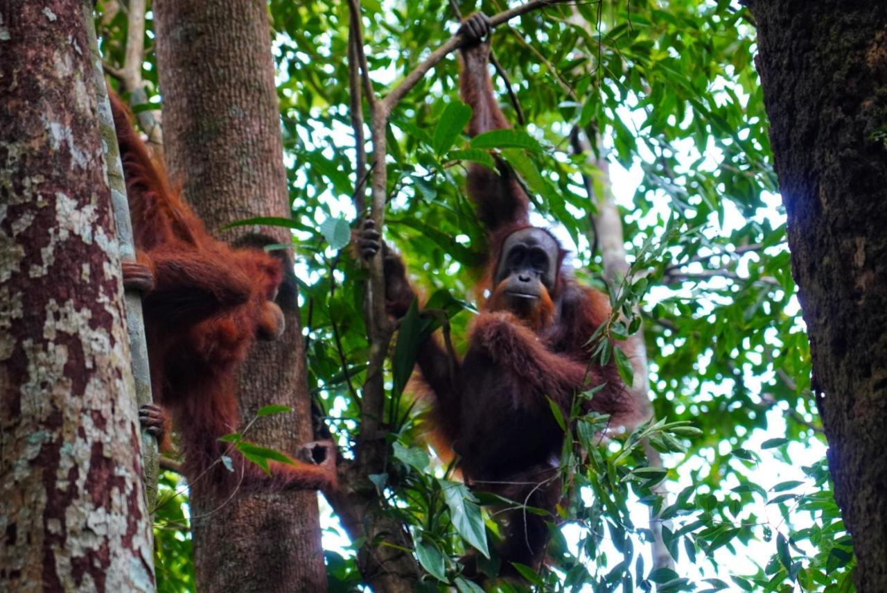 Sumatra Orangutan Discovery Villa Bukit Lawang Exteriér fotografie